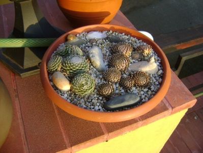 Orostachys spinosa & Sempervivum arachnoideum