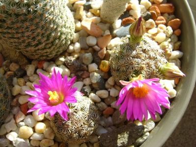 Mammillaria hernandezii