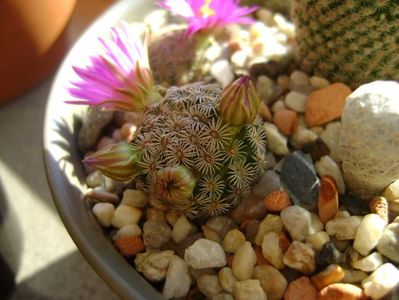 Mammillaria hernandezii