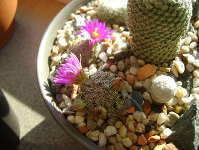 Mammillaria hernandezii; 27 nov. 2017
