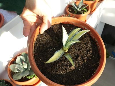 Trimis la - dianadia.sunphoto.ro; Agave Americana Mediopicta Aurea
