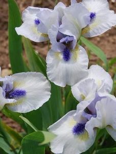 iris-forever-blue1