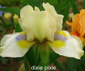 Dixie_Pixie_