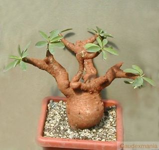 Euphorbia itremensis