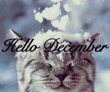 289400-Hello-December-Cute-Cat-In-The-Snow