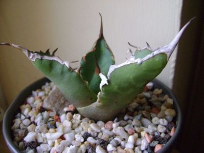 Agave titanota