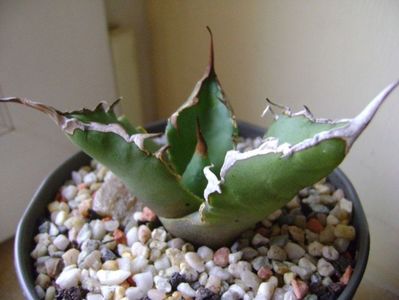 Agave titanota