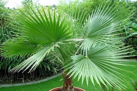 Washingtonia filifera California Fan Palm seeds; Seminte palmier Washingtonia filifera - 25 seminte - 5 RON
