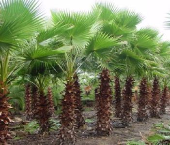 Washingtonia filifera California Fan Palm; Seminte palmier Washingtonia filifera - 25 seminte - 5 RON
