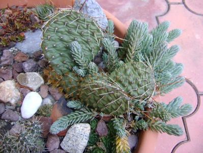 Opuntia phaeacantha