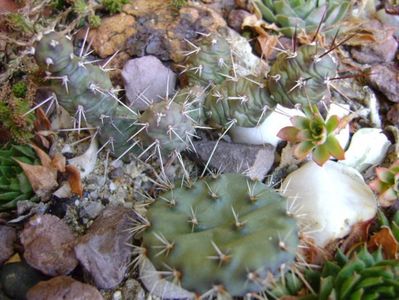 Opuntia fragilis 1