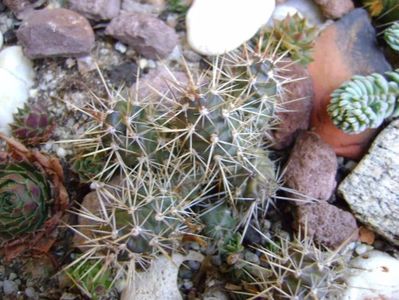 Opuntia fragilis 2