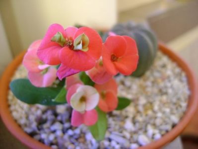 10 dec. 2017: Euphorbia milii Pink Cadillac; 10 dec. 2017
