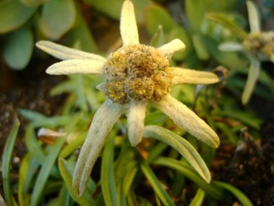 10 dec. 2017: Floare de colt (Leontopodium alpinum); 10 dec. 2017 familia Asteraceae
