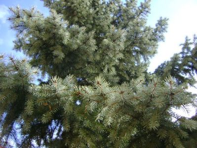 Molid argintiu (Picea Pungens var. Glauca), dupa ploaie