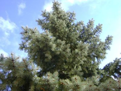 Molid argintiu (Picea Pungens var. Glauca), dupa ploaie