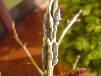 Liquidambar styraciflua