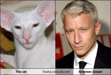 anderson-cooper-cat-look-alike