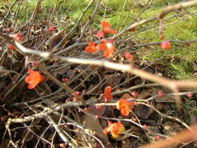 Forme si culori la inceput de decembrie