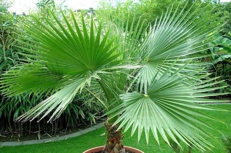 Washingtonia filifera California Fan Palm seeds; Palmier Washingtonia filifera - 25 seminte - 5 RON
