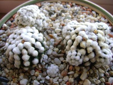 Mammillaria vetula ssp. gracilis cv. Oruga; Ajun de Craciun 2017
