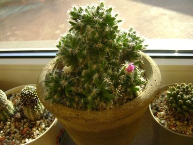 Trichodiadema densum; 26 dec. 2017 - a doua zi de Craciun
