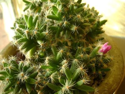 Trichodiadema densum; 26 dec. 2017 - a doua zi de Craciun
