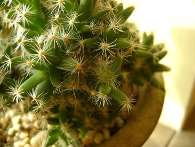 Trichodiadema densum; 26 dec. 2017 - a doua zi de Craciun
