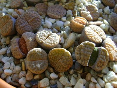 Lithops; 26 dec. 2017 - a doua zi de Craciun
