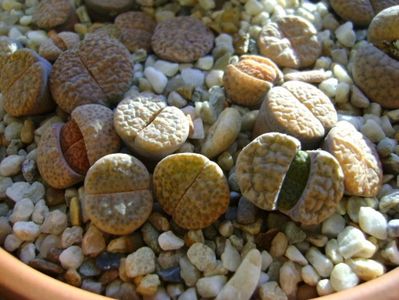 Lithops; 26 dec. 2017 - a doua zi de Craciun
