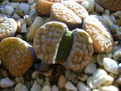 Lithops; 26 dec. 2017 - a doua zi de Craciun
