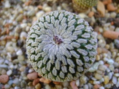 Turbinicarpus pseudopectinatus; A treia zi de Craciun - 27 dec. 2017, 14 grade C
