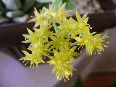 Sedum palmeri