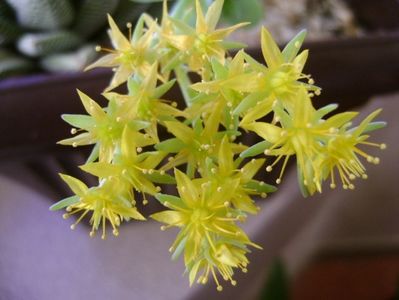 Sedum palmeri