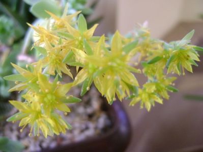 Sedum palmeri