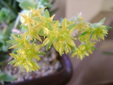 Sedum palmeri