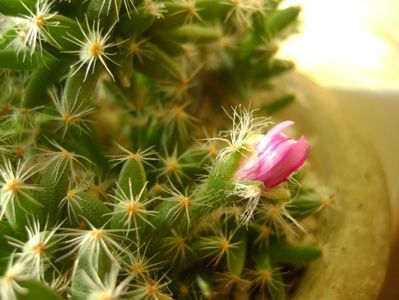 Trichodiadema densum