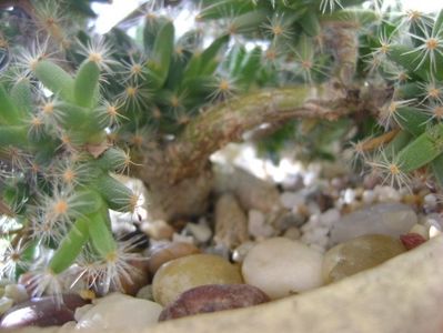 Trichodiadema densum