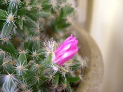 Trichodiadema densum