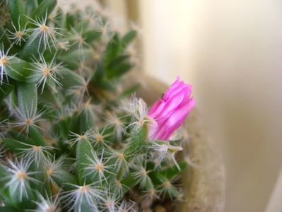 Trichodiadema densum