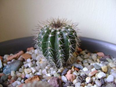 Uebelmania pectinifera