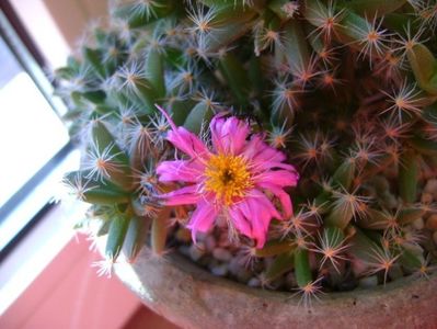 Trichodiadema densum; 28 dec. 2017
