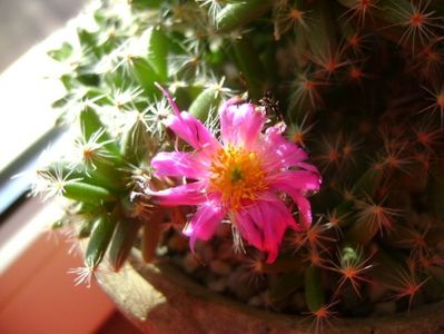 Trichodiadema densum; 28 dec. 2017
