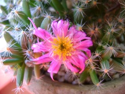 Trichodiadema densum; 28 dec. 2017 - 12 grade C
