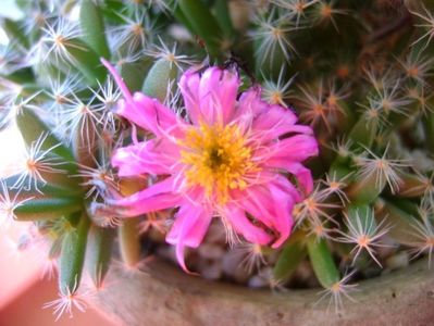 Trichodiadema densum; 28 dec. 2017 - 12 grade C
