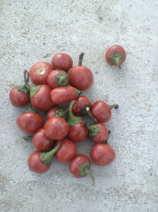 Red cherry cirease