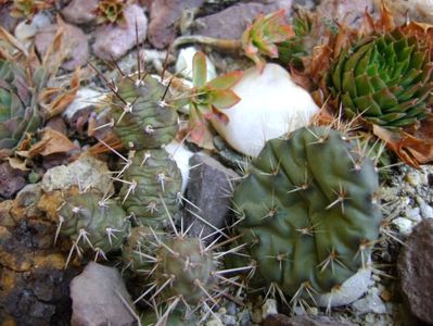 Opuntia fragilis 1; 21 dec. 2017 - Solstitiul de iarna
