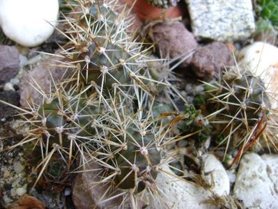 Opuntia fragilis 2; 21 dec. 2017 - Solstitiul de iarna
