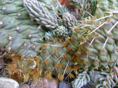 Opuntia phaeacantha; 21 dec. 2017 - Solstitiul de iarna

