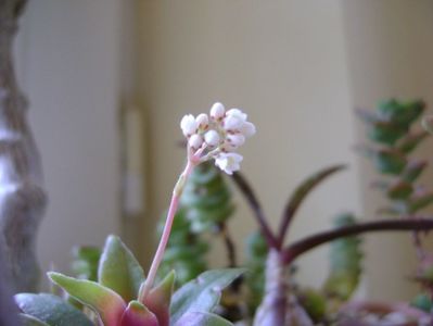 Crassula orbicularis